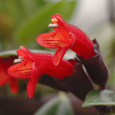 Schamblume in Blumenampel, Topf-Ø 15 cm, Höhe ca. 25 cm Schamblume in Blumenampel, Topf-Ø 15 cm, Höhe ca. 25 cm