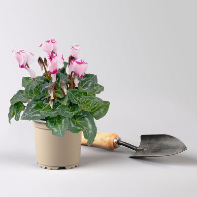 Alpenveilchen 'Outland', Farben zufällig, Topf-Ø 10,5/11 cm, 6 Pflanzen