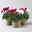 Alpenveilchen 'Trio', lila, weiß & lila-weiß, Topf-Ø 13 cm, 3 Pflanzen Alpenveilchen 'Trio', lila, weiß & lila-weiß, Topf-Ø 13 cm, 3 Pflanzen
