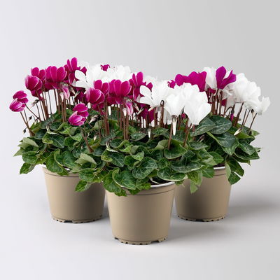 Alpenveilchen 'Trio', lila, weiß & lila-weiß, Topf-Ø 13 cm, 3 Pflanzen Alpenveilchen 'Trio', lila, weiß & lila-weiß, Topf-Ø 13 cm, 3 Pflanzen