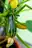 Zucchini
