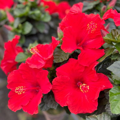 Hibiskus, rot, Stamm, Topf-Ø 17 cm, Höhe ca. 70cm