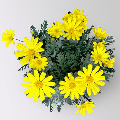 Gelbe Margerite, gelb, Topf-Ø 14 cm, 2 Pflanzen Gelbe Margerite, gelb, Topf-Ø 14 cm, 2 Pflanzen