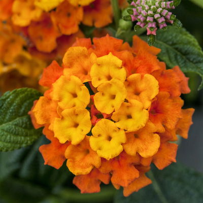 Wandelröschen, orange, Topf-Ø 12 cm, 6 Pflanzen