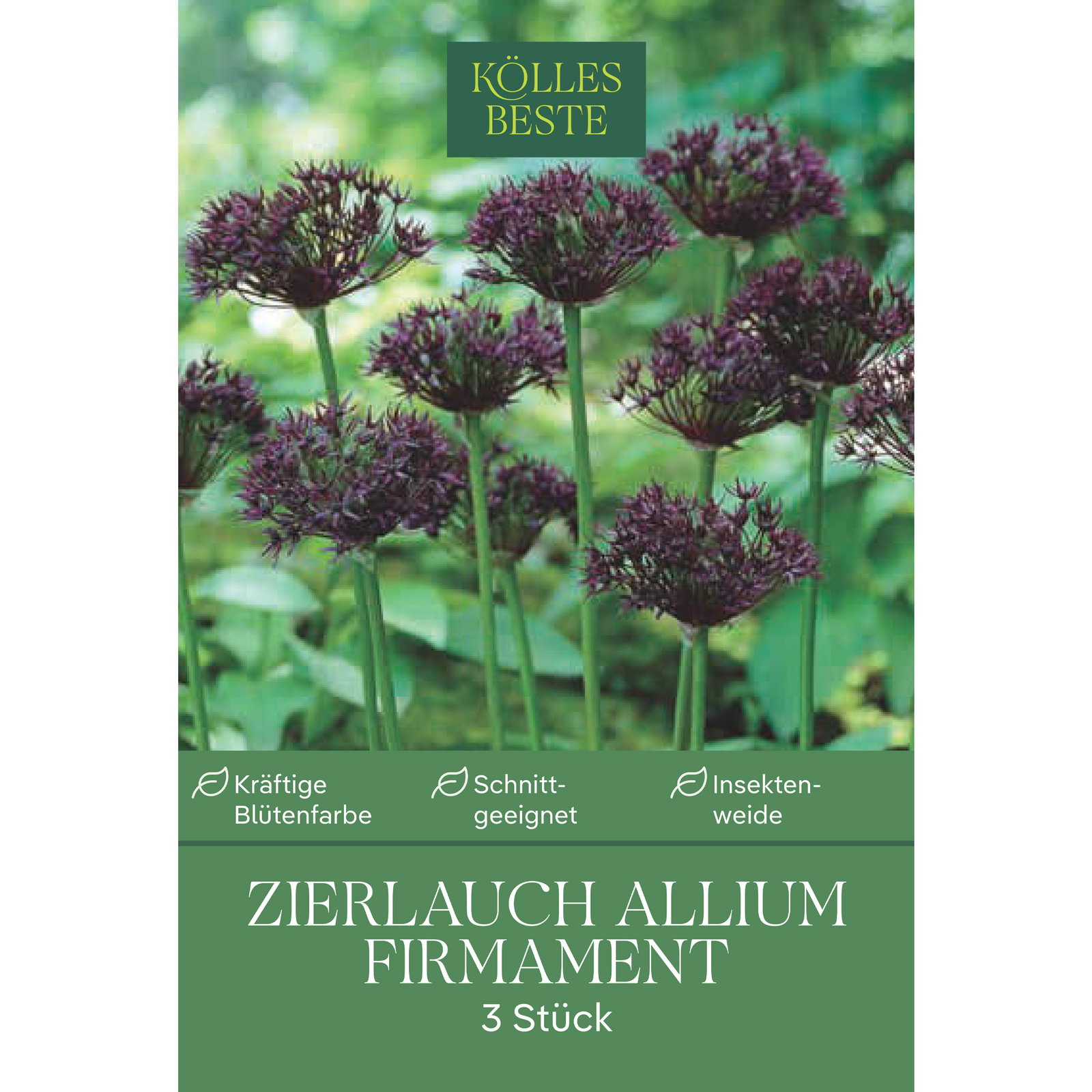 Kölles Beste Allium 'Firmament' blau, 3 Blumenzwiebeln