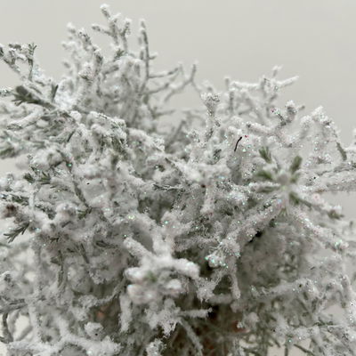 Calocephalus, winterweiß, silber geglittert, Topf-Ø 12 cm, 6 Pflanzen Calocephalus, winterweiß, silber geglittert, Topf-Ø 12 cm, 6 Pflanzen