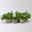 Duftgeranie 'Freshfruity® Melone', Topf-Ø 12 cm, 6 Pflanzen