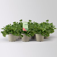 Duftgeranie 'Freshfruity® Melone', Topf-Ø 12 cm, 6 Pflanzen Duftgeranie 'Freshfruity® Melone', Topf-Ø 12 cm, 6 Pflanzen