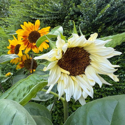 Saatgutset 'My Happy Flowers' inkl. Starter-Dünger