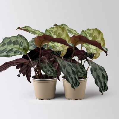 Calathea 'Kennedy', Topf-Ø 14 cm, Höhe ca. 40 cm, 2 Pflanzen