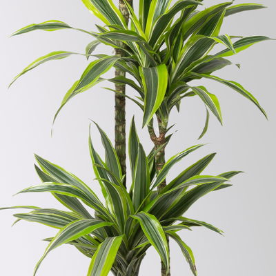 Duftender Drachenbaum 'Lemon Lime', Topf-Ø 24 cm, , Höhe ca. 140 cm Duftender Drachenbaum 'Lemon Lime', Topf-Ø 24 cm, , Höhe ca. 140 cm