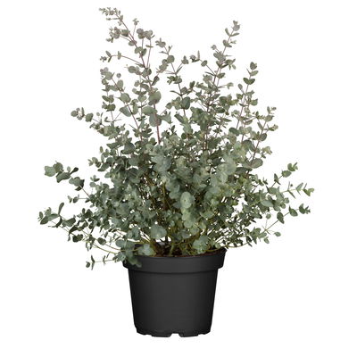 Eukalyptus, Topf-Ø 17 cm Eukalyptus, Topf-Ø 17 cm
