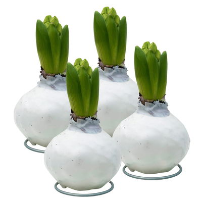 Hyazinthe in Wachs weiß, 4 Stück Hyazinthe in Wachs weiß, 4 Stück