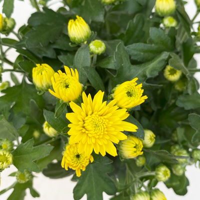 Grabbepflanzung Herbst, gelb-grün, 12 Pflanzen Grabbepflanzung Herbst, gelb-grün, 12 Pflanzen