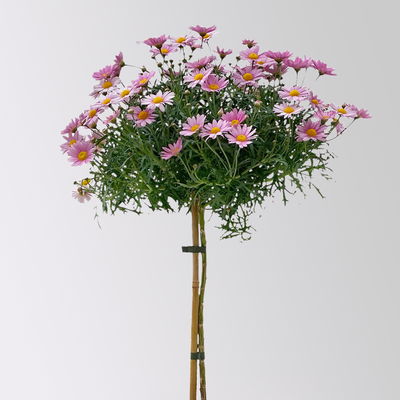 Margerite, rosa, Stamm, Topf-Ø 19 cm Margerite, rosa, Stamm, Topf-Ø 19 cm