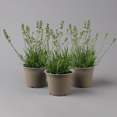 Lavendel weiß, Topf-Ø 13 cm, 3er-Set