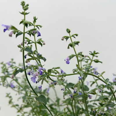 Katzenminze 'Walkers Low', blau, 3 Liter Topf Katzenminze 'Walkers Low', blau, 3 Liter Topf