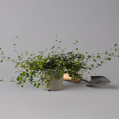 Bio Mühlenbeckia complexa, weiß, Topf-Ø 12 cm, 3 Pflanzen Bio Mühlenbeckia complexa, weiß, Topf-Ø 12 cm, 3 Pflanzen