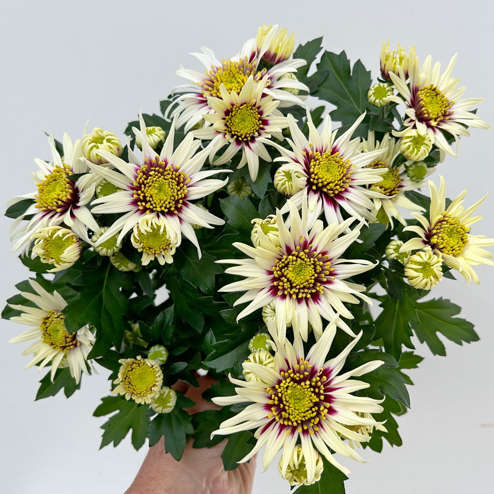 Chrysanthemen 'Chrysanne®Anemona White Purple', Topf-Ø 13 cm, 4 Pflanzen