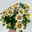 Chrysanthemen 'Chrysanne®Anemona White Purple', Topf-Ø 13 cm, 4 Pflanzen