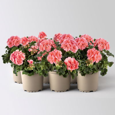 Geranie lachs, stehend, Topf-Ø 13 cm, 6 Stück