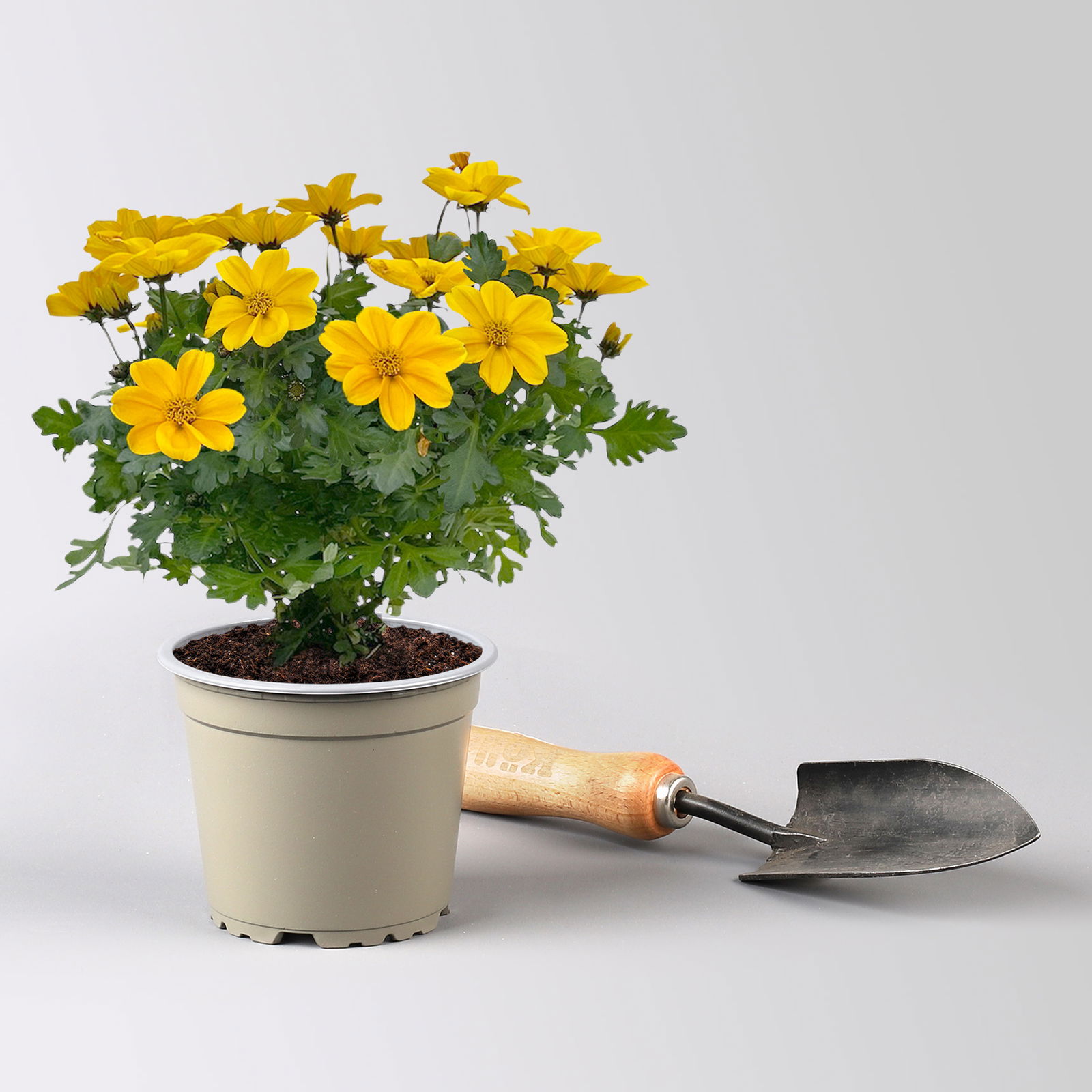 Pflanzenkreation 'WM-Edition', 6 Pflanzen inkl. Erde und Dünger Pflanzenkreation 'WM-Edition', 6 Pflanzen inkl. Erde und Dünger