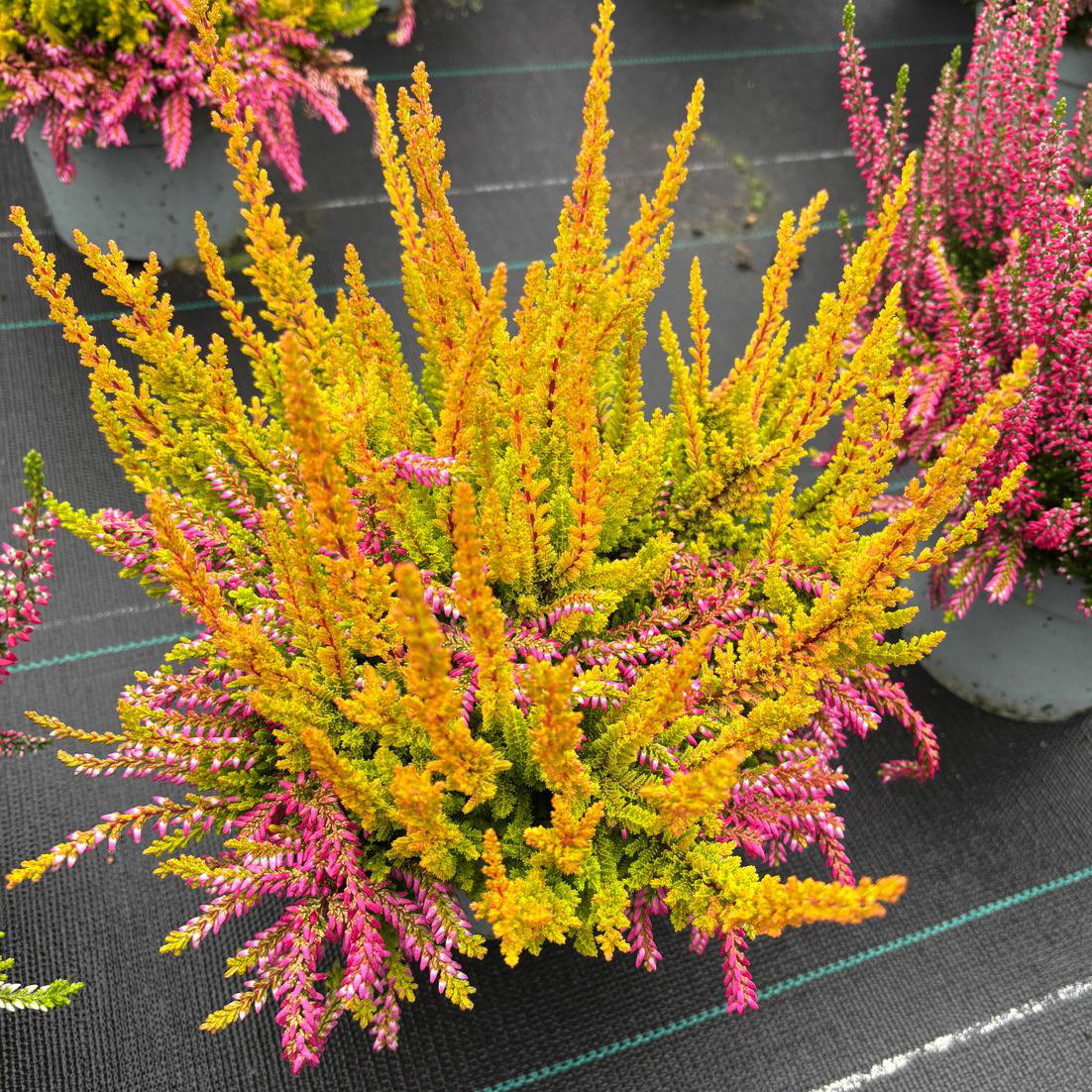 Calluna 'Colour Peaks', Farbe zufällig, Topf-Ø 13 cm, 4 Pflanzen