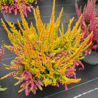 Calluna 'Colour Peaks', Farbe zufällig, Topf-Ø 13 cm, 4 Pflanzen