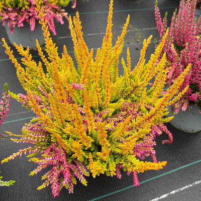 Calluna 'Colour Peaks', Farbe zufällig, Topf-Ø 13 cm, 4 Pflanzen