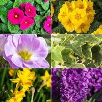 Pflanzenkreation Frühlingsduft, 12 Pflanzen inkl. Erde Pflanzenkreation Frühlingsduft, 12 Pflanzen inkl. Erde