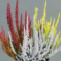 Besenheide 'Sunset Fire®' Trio,' bunt, Farbe variiert, Topf-Ø 13 cm, 3er-Set