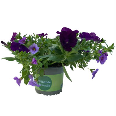 Petunie/Zauberglöckchen 'Duo' blau-lila, Topf-Ø 14 cm, 4 Pflanzen