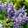 Pflanzenkreation Lavendeltraum, groß, 6 Pflanzen inkl. Erde und Dünger