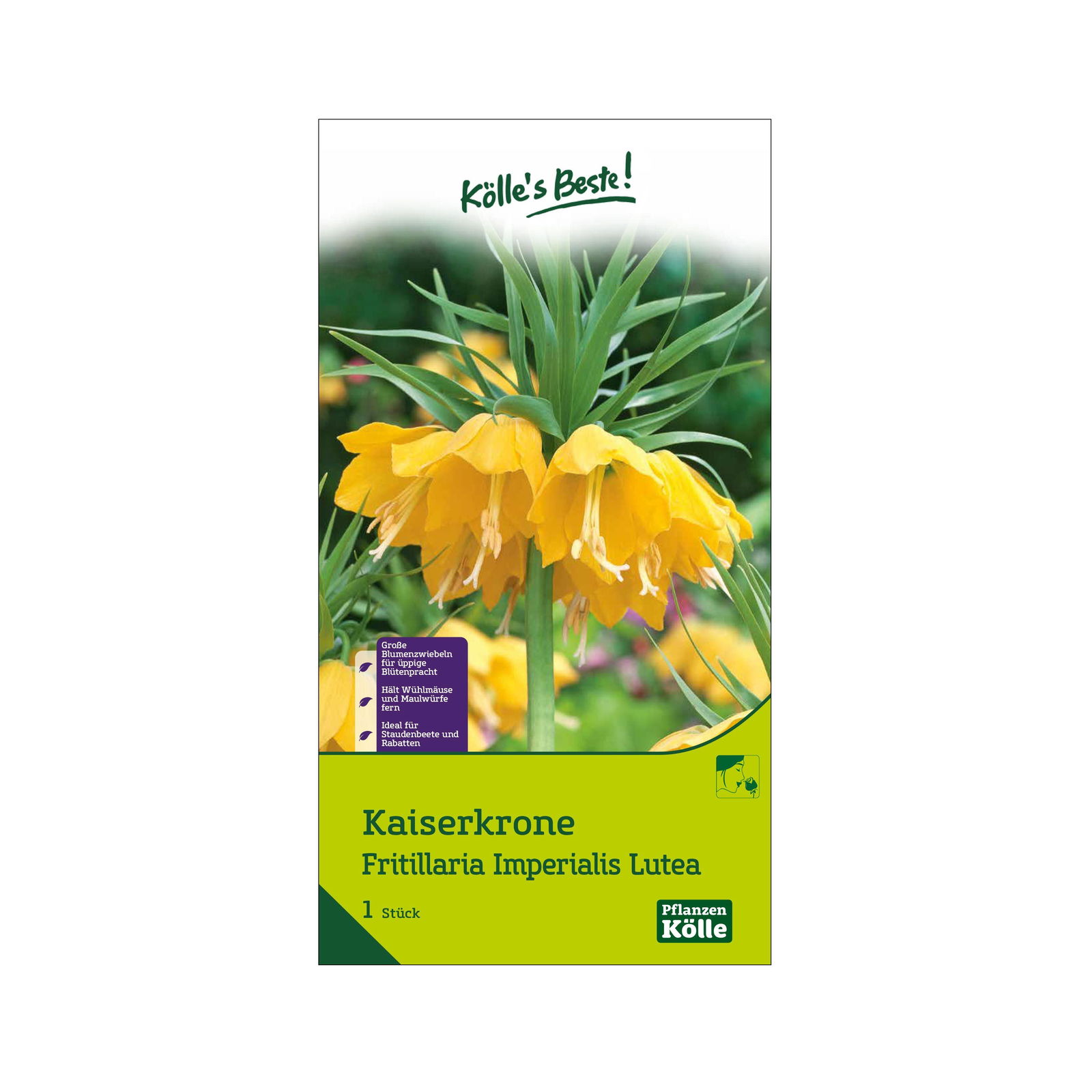 Kaiserkrone (Fritillaria Imperialis Lutea) gelb, 1 Blumenzwiebel