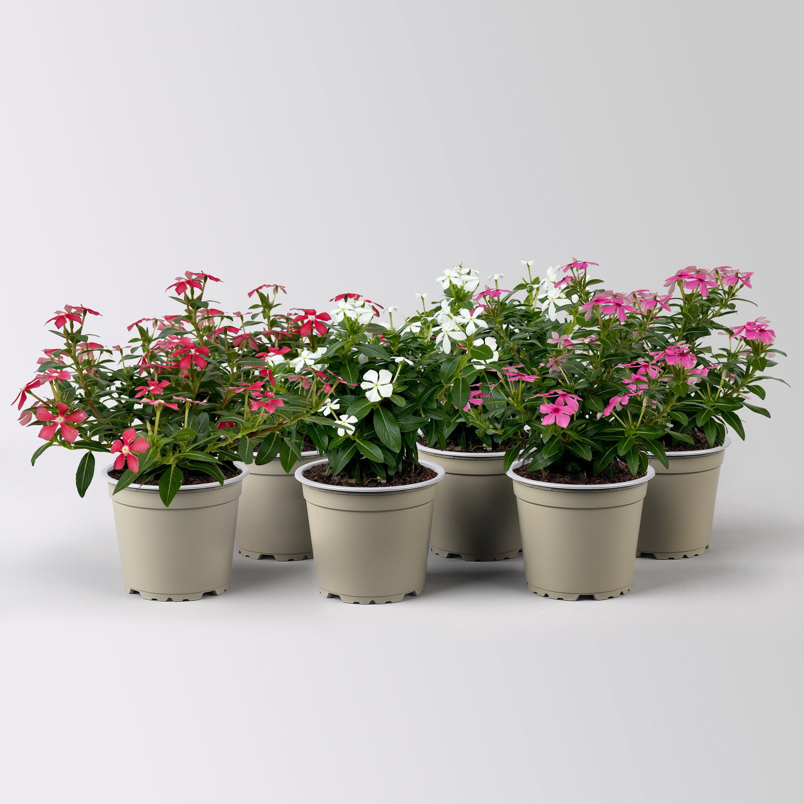 Catharanthus 'Soiree', Farben zufällig, kleinblütig, Topf-Ø 12 cm, 6 Pflanzen Catharanthus 'Soiree', Farben zufällig, kleinblütig, Topf-Ø 12 cm, 6 Pflanzen