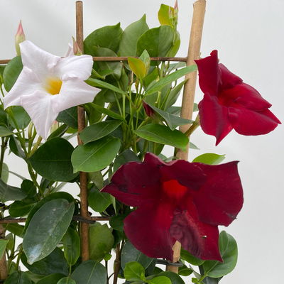 Dipladenie 'Duo' rot-weiß, Spalier, Topf-Ø 17 cm, Höhe ca. 50 cm