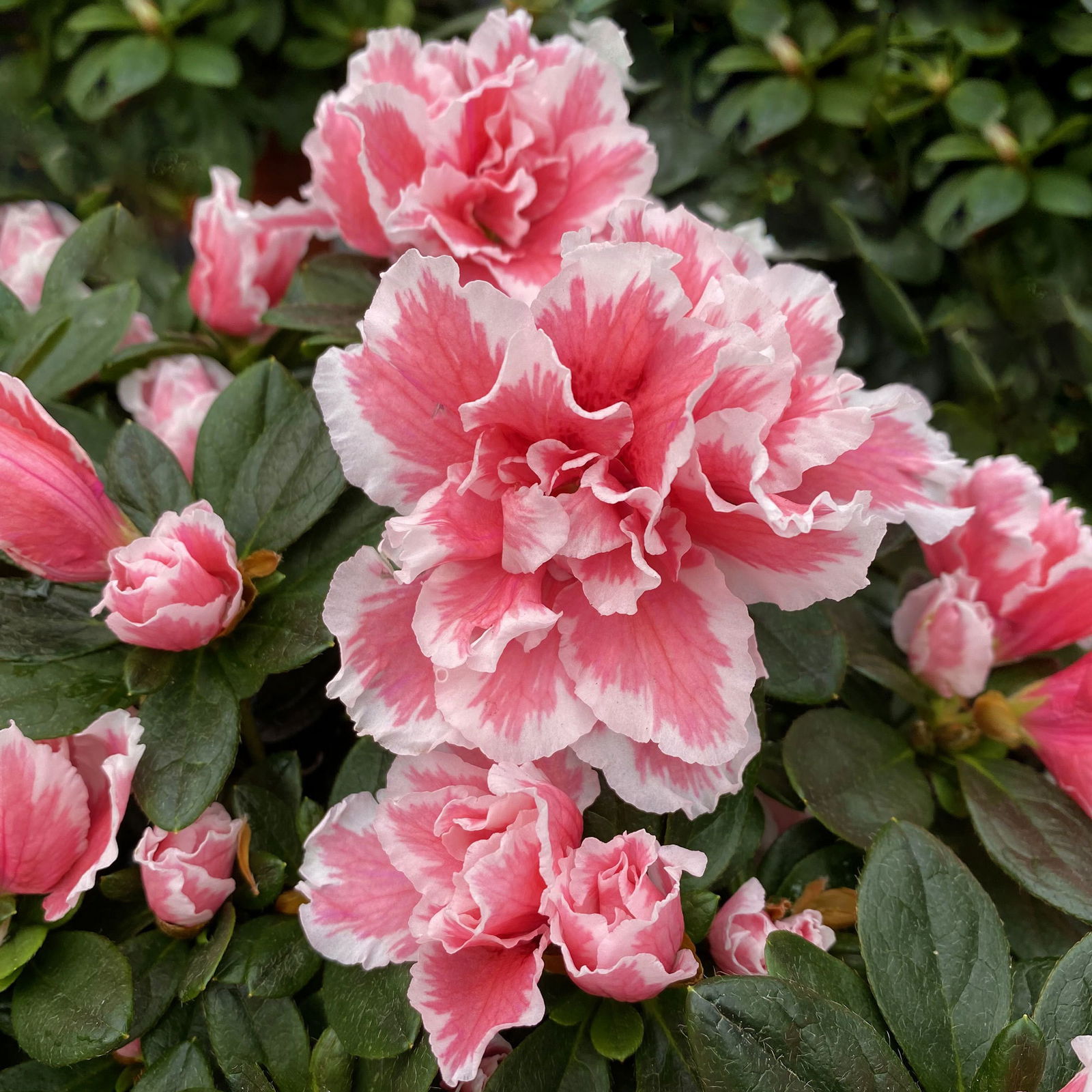 Azalee rosa-weiß gefüllt, Topf-Ø 12 cm, in Keramiktopf weiß mit Grußkarte