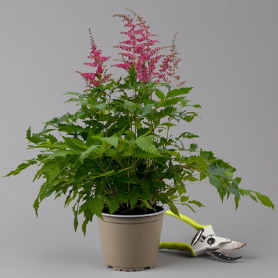 Astilbe arendsii, rot, Topf-Ø 15 cm, 2er-Set