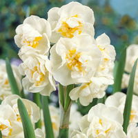 Narzisse 'Bridal Crown' , winterweiß, vorgetrieben, Topf-Ø 12 cm, 6 Pflanzen