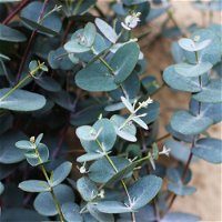 Eukalyptus, Topf-Ø 30 cm