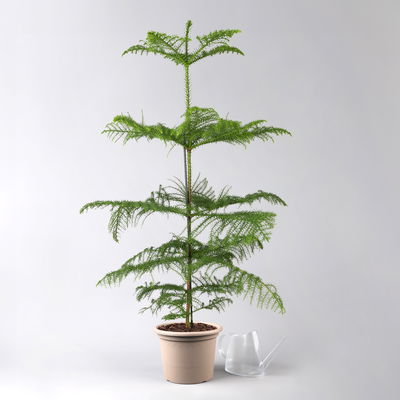 Zimmertanne, Topf-Ø 21 cm, Höhe ca. 90 cm Zimmertanne, Topf-Ø 21 cm, Höhe ca. 90 cm