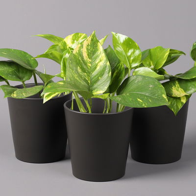 Efeutute mit Keramiktopf Dallas anthrazit, Topf-Ø 12 cm, 3 Pflanzen Efeutute mit Keramiktopf Dallas anthrazit, Topf-Ø 12 cm, 3 Pflanzen