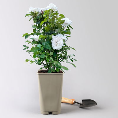 Bodendeckerrose 'Aspirin'®, weiß, Topf 3 Liter, 4 Pflanzen Bodendeckerrose 'Aspirin'®, weiß, Topf 3 Liter, 4 Pflanzen