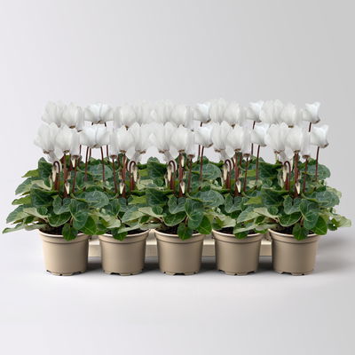 Alpenveilchen Mini, weiß, Topf-Ø 6 cm, 10 Pflanzen Alpenveilchen Mini, weiß, Topf-Ø 6 cm, 10 Pflanzen