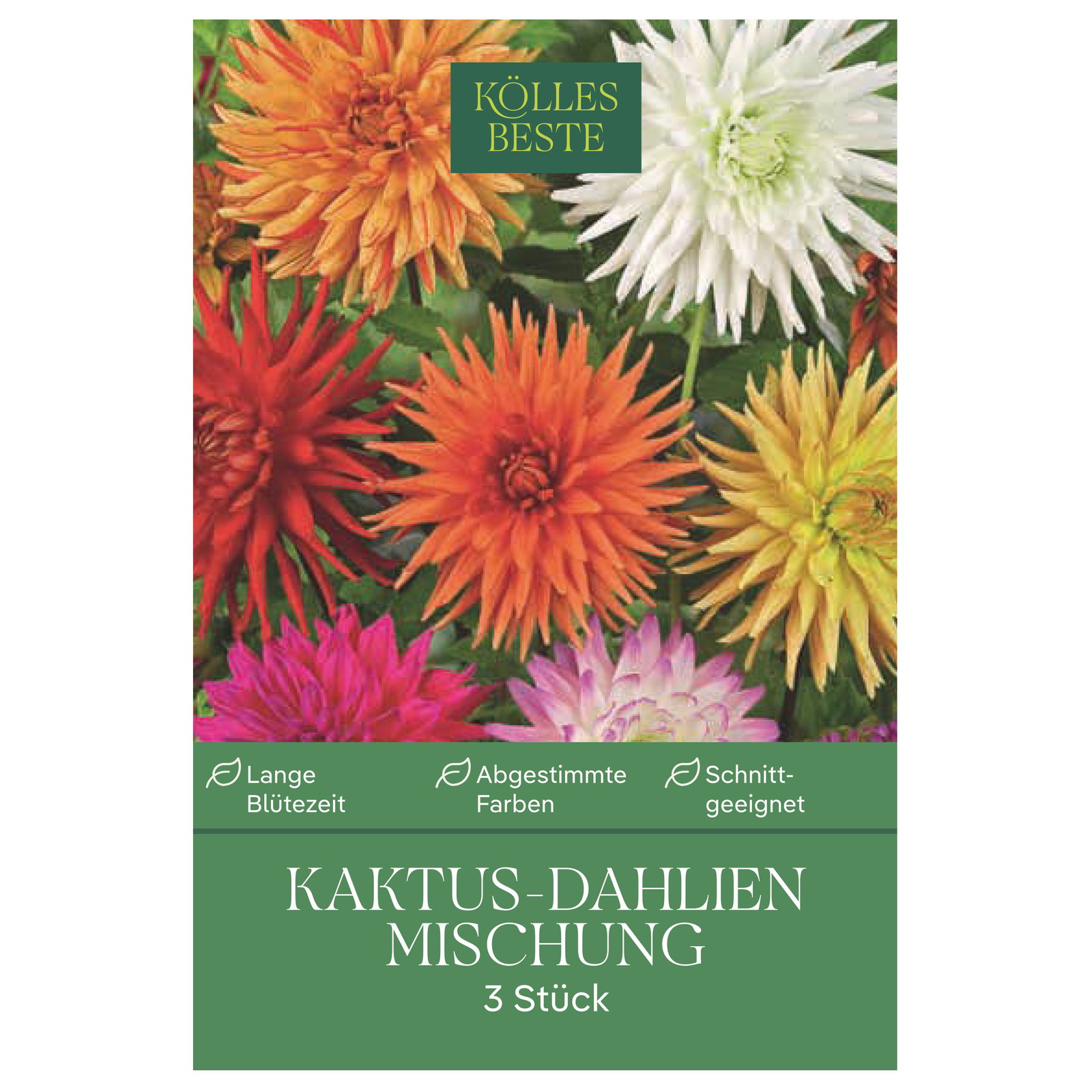 Kölles Beste Kaktus-Dahlien Mischung, 3 Blumenknollen