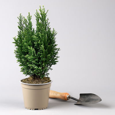 Kegelzypresse 'Snow White'®, Topf-Ø 13 cm, 3 Pflanzen