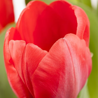 Tulpe rot, vorgetrieben, Topf-Ø 10 cm , 6 Pflanzen Tulpe rot, vorgetrieben, Topf-Ø 10 cm , 6 Pflanzen