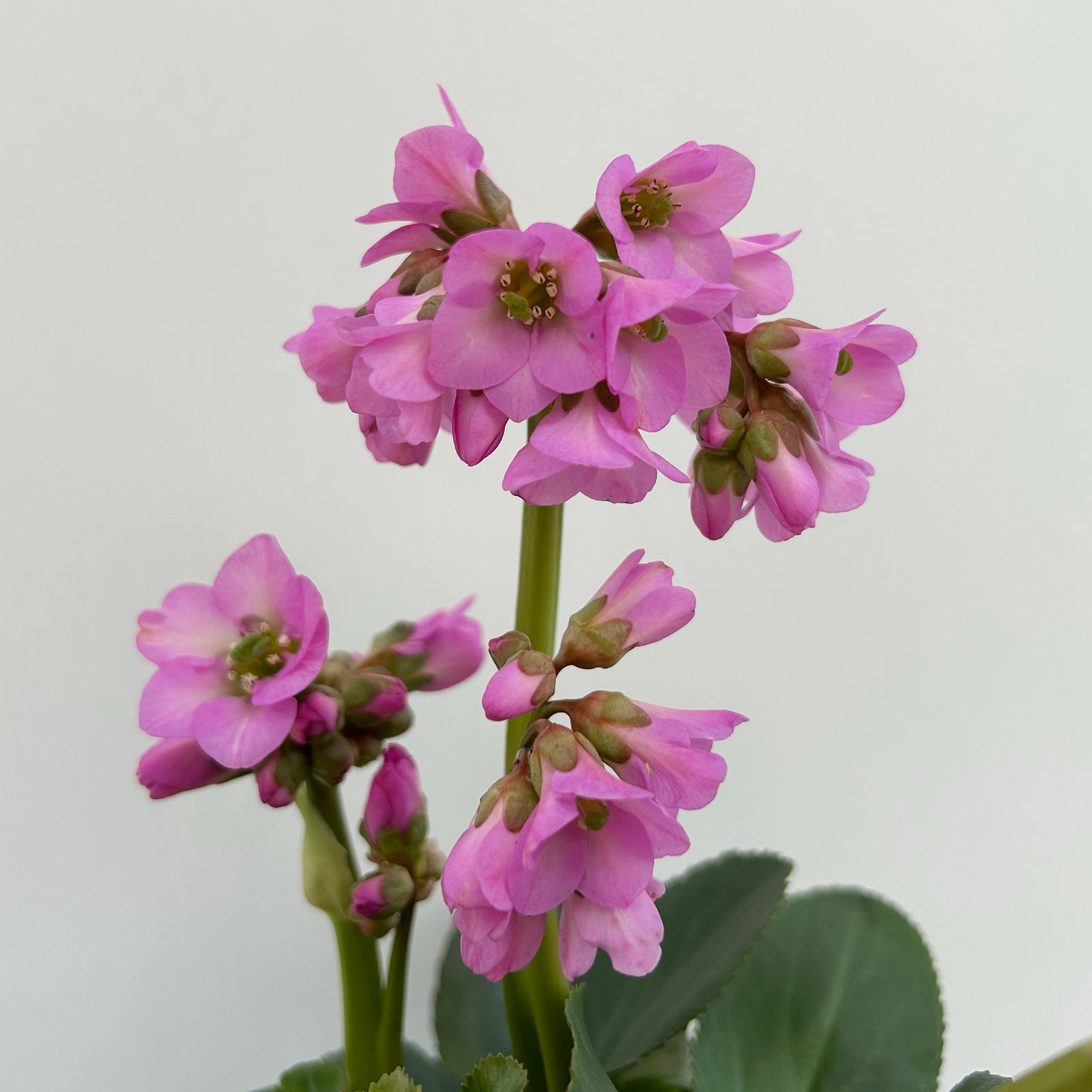 Bio Bergenie 'Abendkristall' rosa, Topf-Ø 12 cm, 3 Pflanzen Bio Bergenie 'Abendkristall' rosa, Topf-Ø 12 cm, 3 Pflanzen