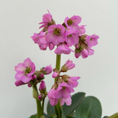 Bio Bergenie 'Abendkristall' rosa, Topf-Ø 12 cm, 3 Pflanzen Bio Bergenie 'Abendkristall' rosa, Topf-Ø 12 cm, 3 Pflanzen