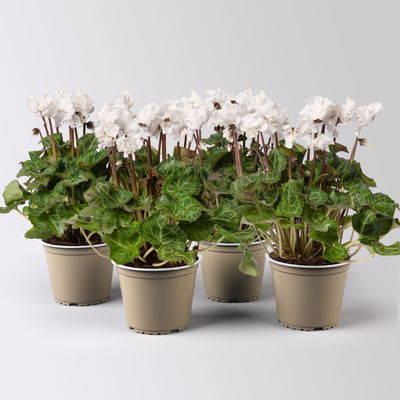 Alpenveilchen'Merengue®' weiß, gefranst, Topf-Ø 10,5 cm, 4 Pflanzen Alpenveilchen'Merengue®' weiß, gefranst, Topf-Ø 10,5 cm, 4 Pflanzen